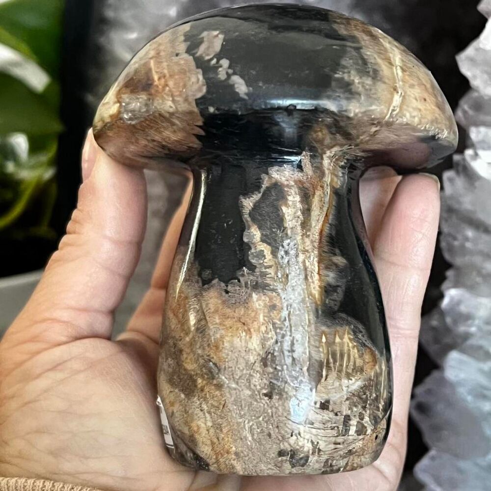 Fossil multi Decor-home-accesories